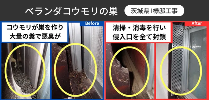 ベランダコウモリの巣